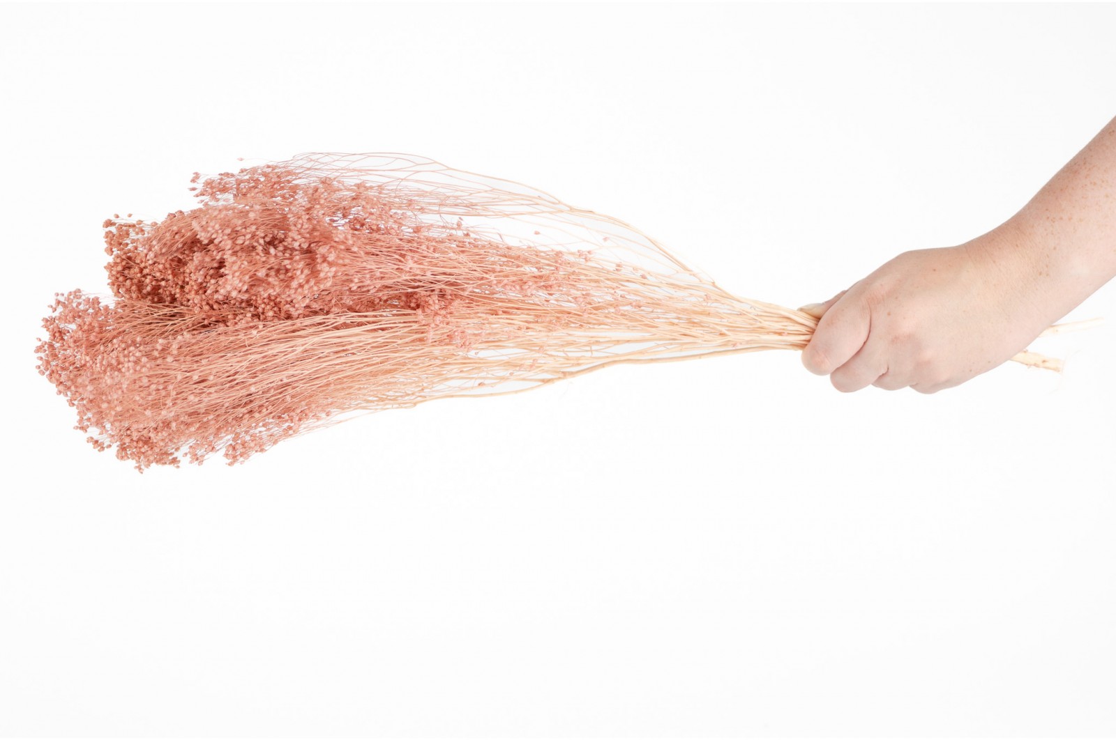 PHOCEALYS │Broom stabilisé│vente aux pros│Grossiste