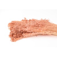 PHOCEALYS │Broom stabilisé│vente aux pros│Grossiste