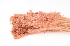 PHOCEALYS │Broom stabilisé│vente aux pros│Grossiste