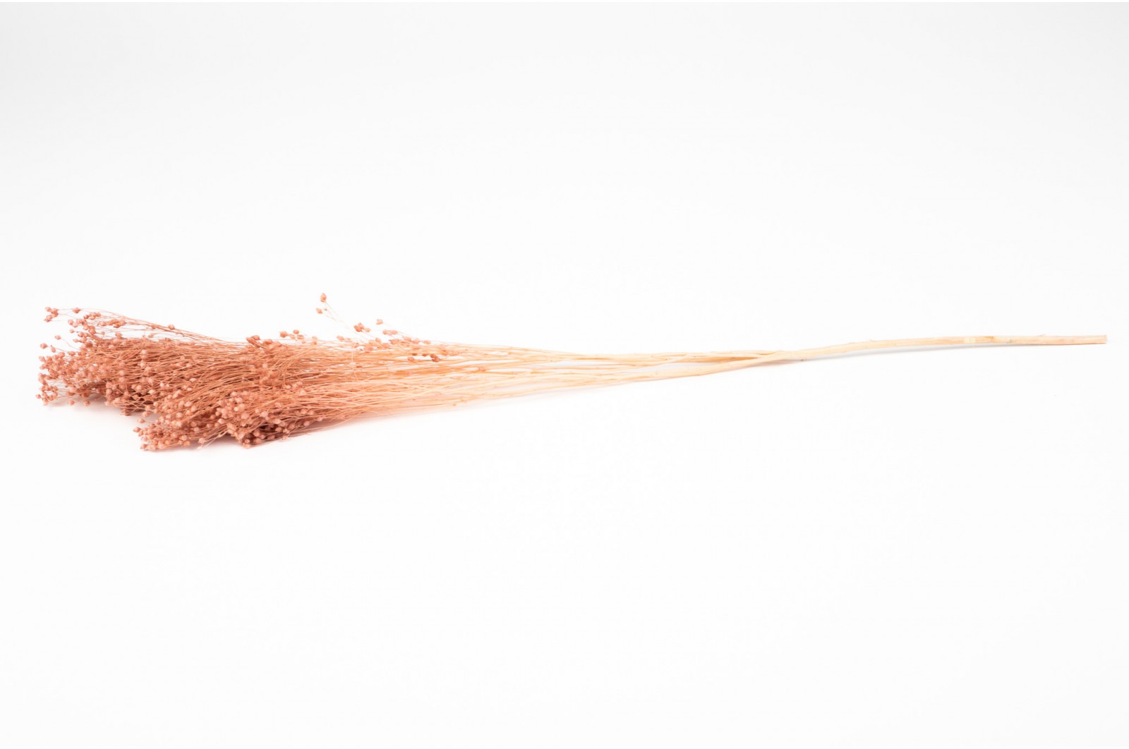 PHOCEALYS │Broom stabilisé│vente aux pros│Grossiste