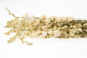PHOCEALYS │delphinium sec│vente aux pros│Grossiste en fleurs séchées