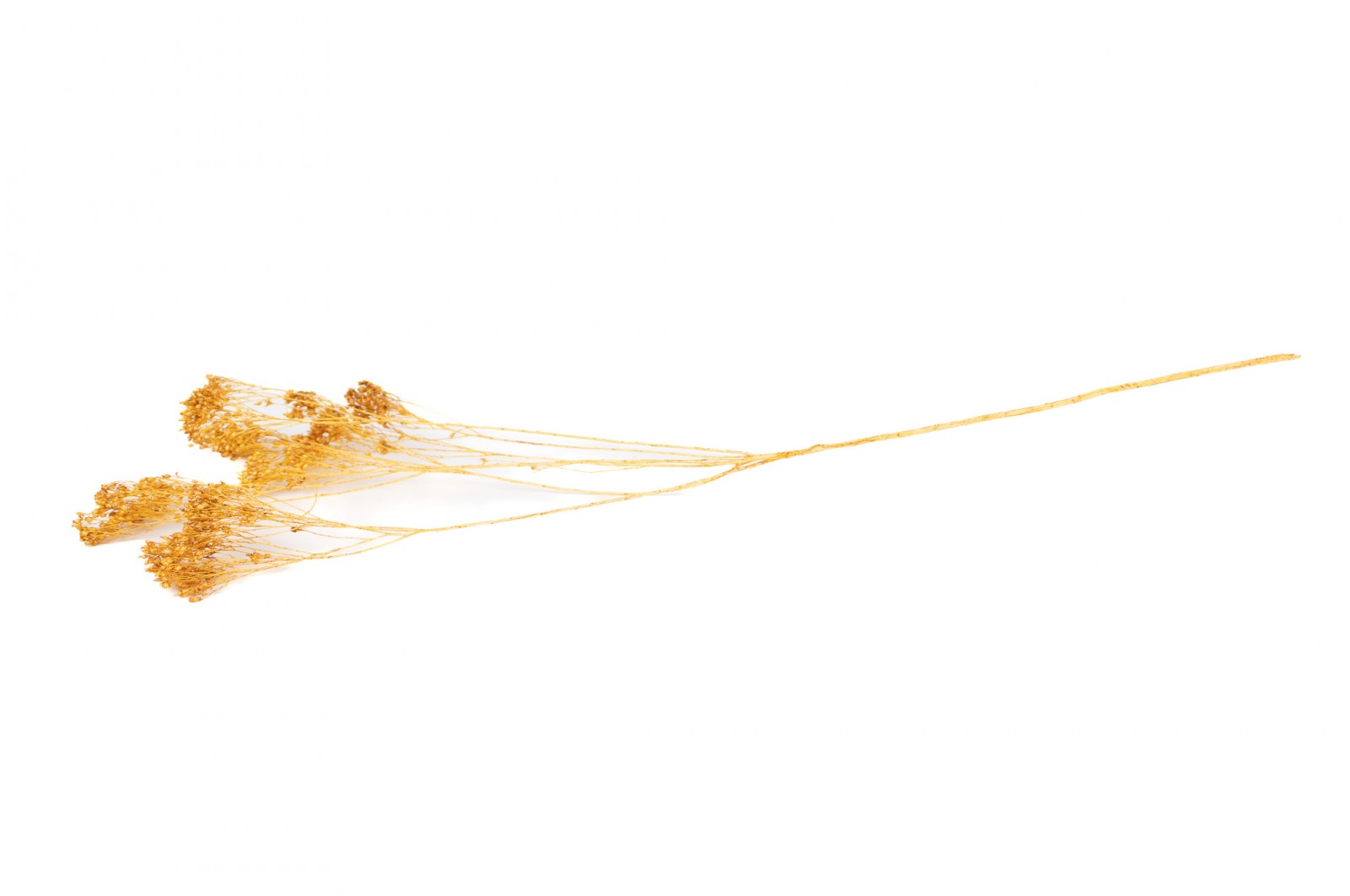 PHOCEALYS │Broom bloom sec│vente aux pros│Grossiste en fleurs séchées