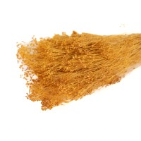 PHOCEALYS │Broom bloom sec│vente aux pros│Grossiste en fleurs séchées