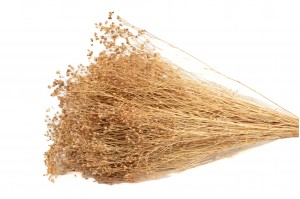 PHOCEALYS │Broom bloom sec│vente aux pros│Grossiste en fleurs séchées
