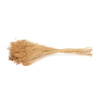 PHOCEALYS │Broom bloom sec│vente aux pros│Grossiste en fleurs séchées