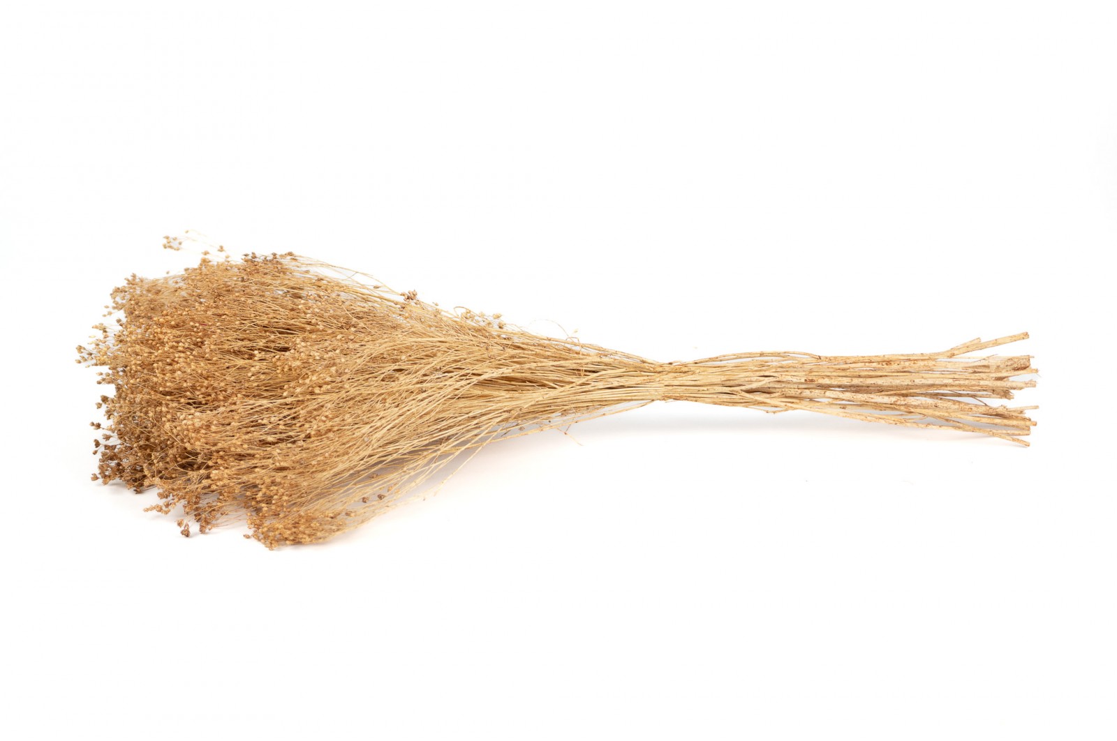 PHOCEALYS │Broom bloom sec│vente aux pros│Grossiste en fleurs séchées