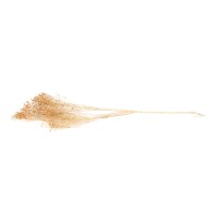 PHOCEALYS │Broom bloom sec│vente aux pros│Grossiste en fleurs séchées