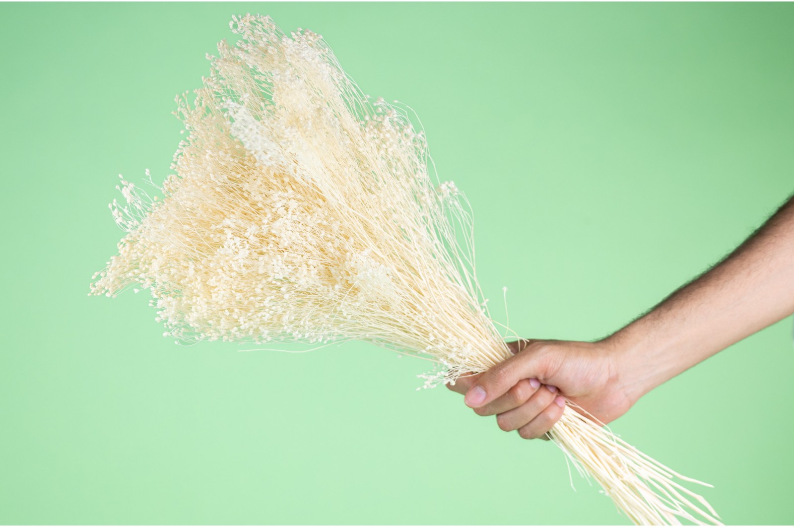 PHOCEALYS │Broom bloom sec│vente aux pros│Grossiste en fleurs séchées