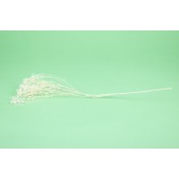 PHOCEALYS │Broom bloom sec│vente aux pros│Grossiste en fleurs séchées