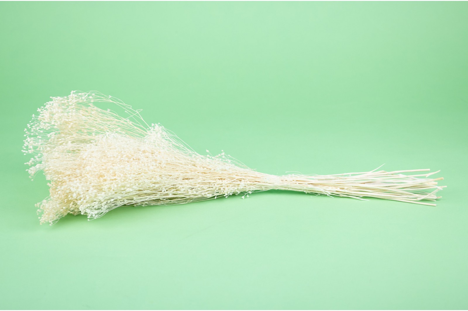 PHOCEALYS │Broom bloom sec│vente aux pros│Grossiste en fleurs séchées