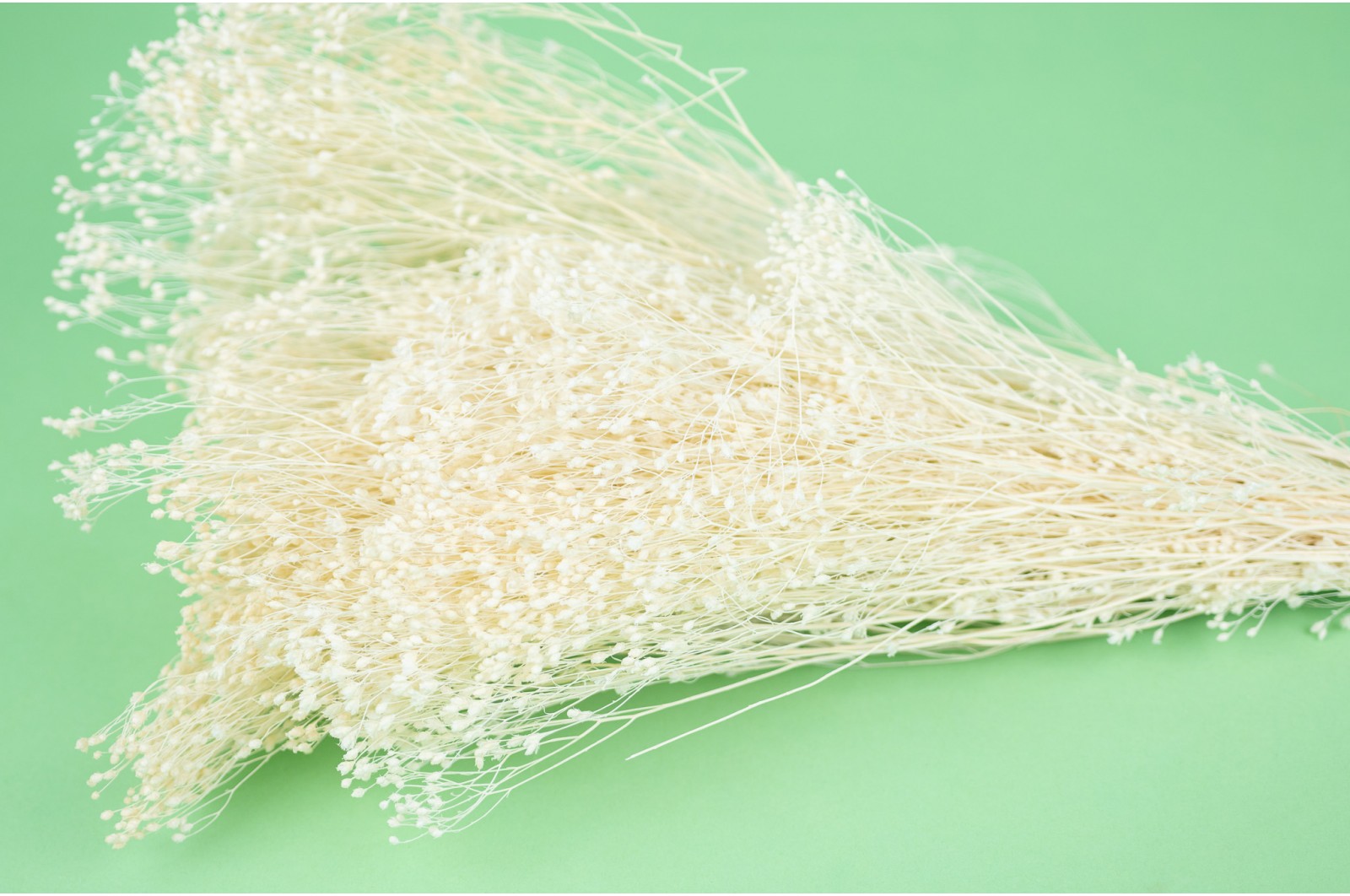 PHOCEALYS │Broom bloom sec│vente aux pros│Grossiste en fleurs séchées