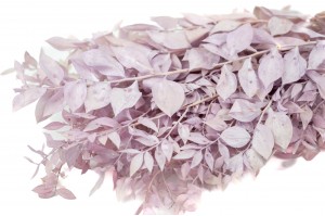 Ruscus stabilisé│vente aux pros│Grossiste en végétaux stabilisées
