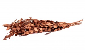PHOCEALYS │Eucalyptus espiral stabilisé │vente aux pros│Grossiste en végétaux stabilisées