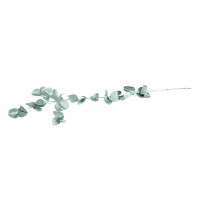 PHOCEALYS │Eucalyptus espiral stabilisé │vente aux pros│Grossiste en végétaux stabilisées