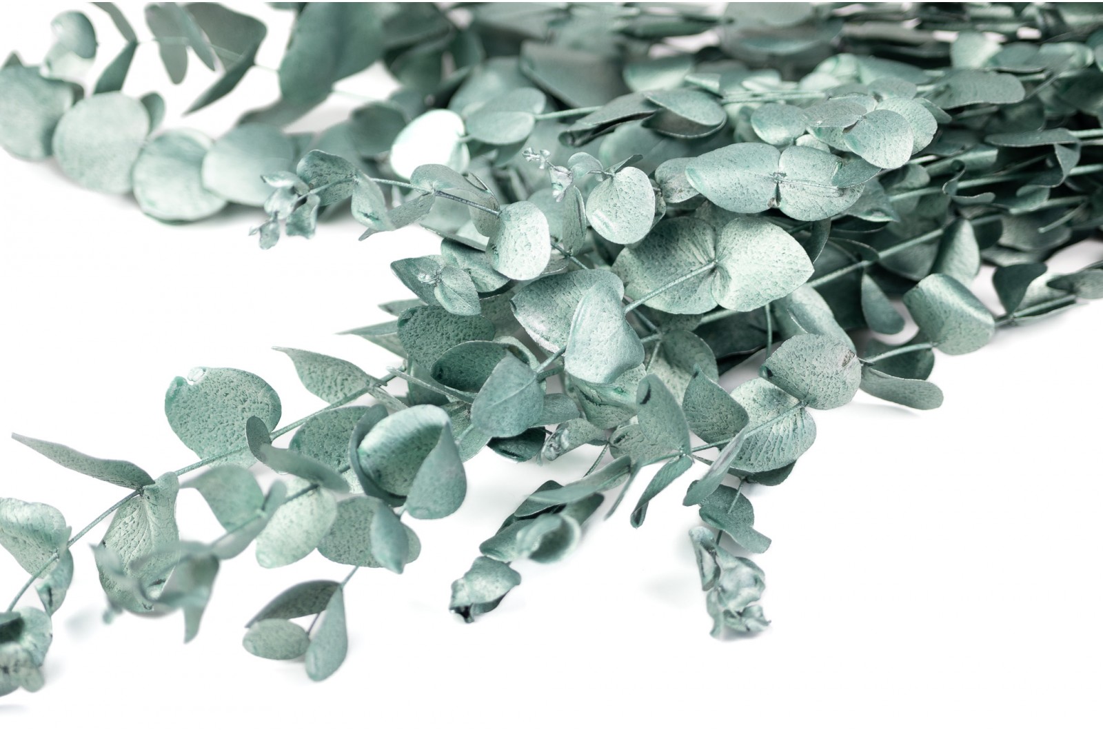 PHOCEALYS │Eucalyptus espiral stabilisé │vente aux pros│Grossiste en végétaux stabilisées