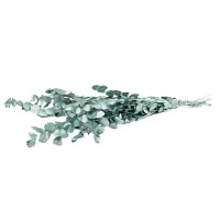 PHOCEALYS │Eucalyptus espiral stabilisé │vente aux pros│Grossiste en végétaux stabilisées