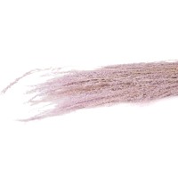 PHOCEALYS│ Star grass sec│vente aux pros│Grossiste en fleurs séchées