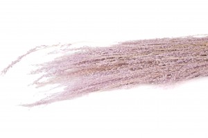 PHOCEALYS│ Star grass sec│vente aux pros│Grossiste en fleurs séchées