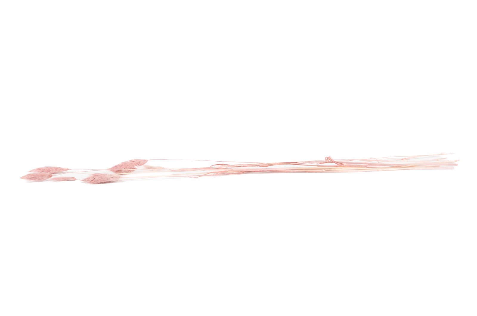 PHOCEALYS │Lagurus sec │vente aux pros│Grossiste en fleurs séchées
