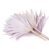 PHOCEALYS │palm sun│vente aux pros│Grossiste en fleurs séchées