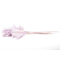 PHOCEALYS │palm sun│vente aux pros│Grossiste en fleurs séchées