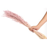PHOCEALYS │Avoine séchée│vente aux pros│Grossiste en fleurs séchées