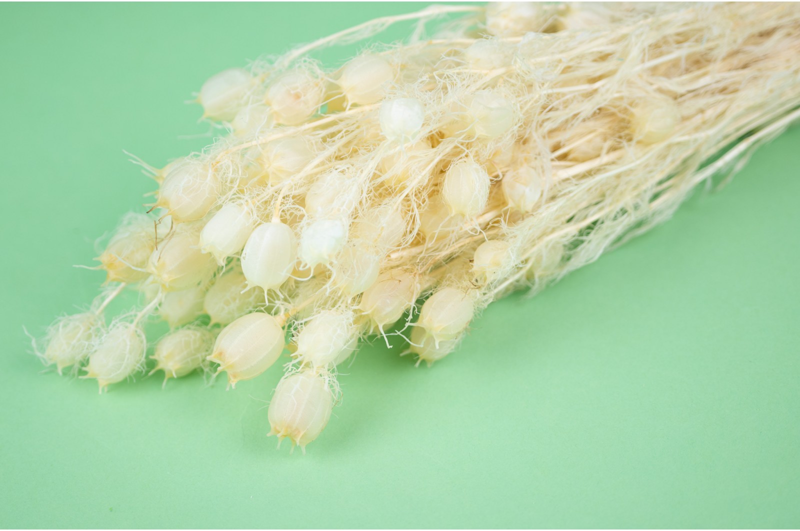 PHOCEALYS│Nigelle stabilisée│vente aux pros│Grossiste
