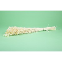PHOCEALYS│Nigelle stabilisée│vente aux pros│Grossiste