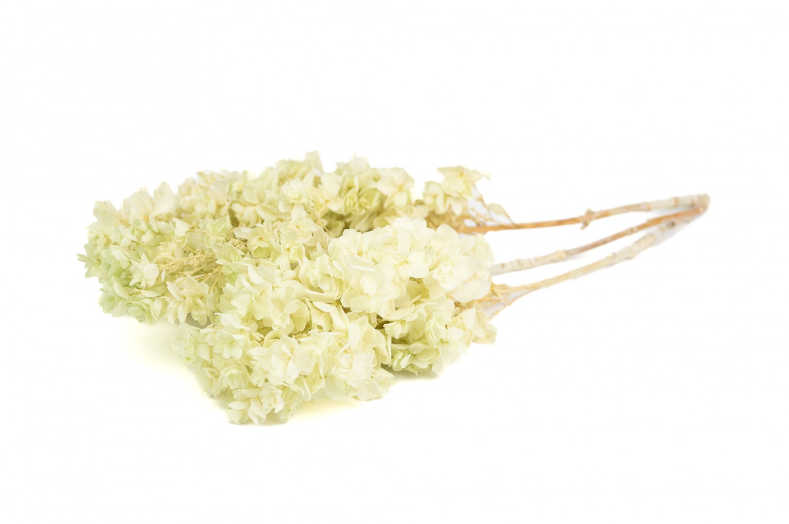 PHOCEALYS │Hortensia stabilisé│vente aux pros│Grossiste en végétaux stabilisées