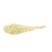 PHOCEALYS │Gypsophile stabilisé│vente aux pros│Grossiste