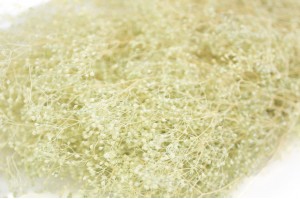 PHOCEALYS │Gypsophile stabilisé│vente aux pros│Grossiste
