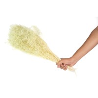 PHOCEALYS │Gypsophile stabilisé│vente aux pros│Grossiste