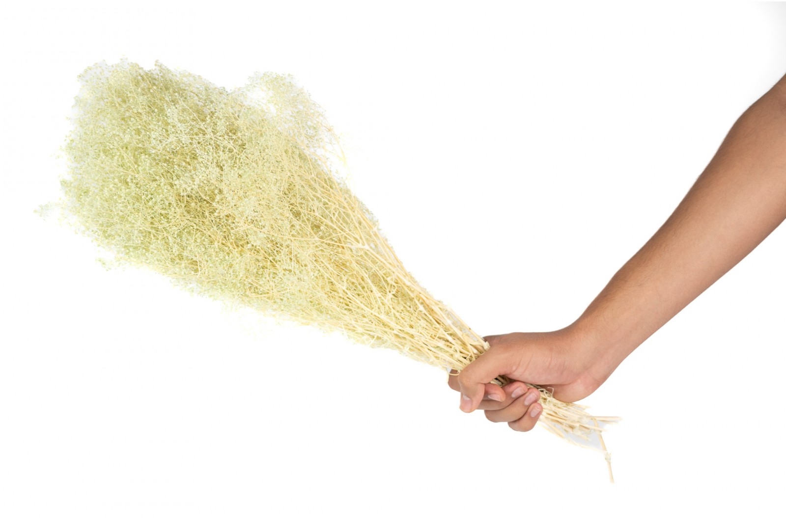 PHOCEALYS │Gypsophile stabilisé│vente aux pros│Grossiste
