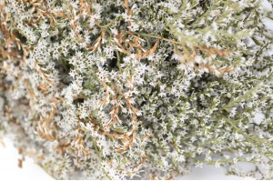 PHOCEALYS│Tatarica sec│vente aux pros│Grossiste en fleurs séchées