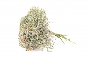 PHOCEALYS│Tatarica sec│vente aux pros│Grossiste en fleurs séchées