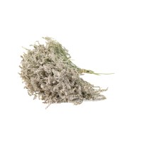 PHOCEALYS│Tatarica sec│vente aux pros│Grossiste en fleurs séchées