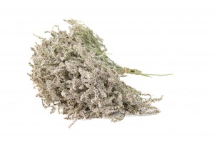 PHOCEALYS│Tatarica sec│vente aux pros│Grossiste en fleurs séchées