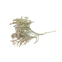 PHOCEALYS│Tatarica sec│vente aux pros│Grossiste en fleurs séchées