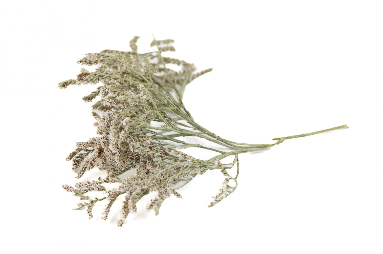 PHOCEALYS│Tatarica sec│vente aux pros│Grossiste en fleurs séchées