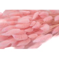 PHOCEALYS │Lagurus sec │vente aux pros│Grossiste en fleurs séchées