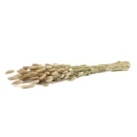 PHOCEALYS │Lagurus sec │vente aux pros│Grossiste en fleurs séchées
