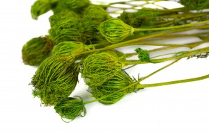 PHOCEALYS│Fenouil stabilisé│vente aux pros│Grossiste