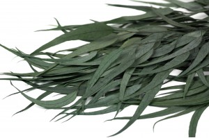 Eucalyptus willow stabilisé │vente aux pros│Grossiste