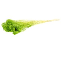 PHOCEALYS │Broom stabilisé│vente aux pros│Grossiste