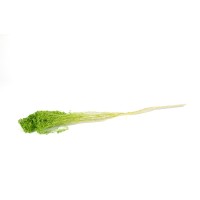 PHOCEALYS │Broom stabilisé│vente aux pros│Grossiste
