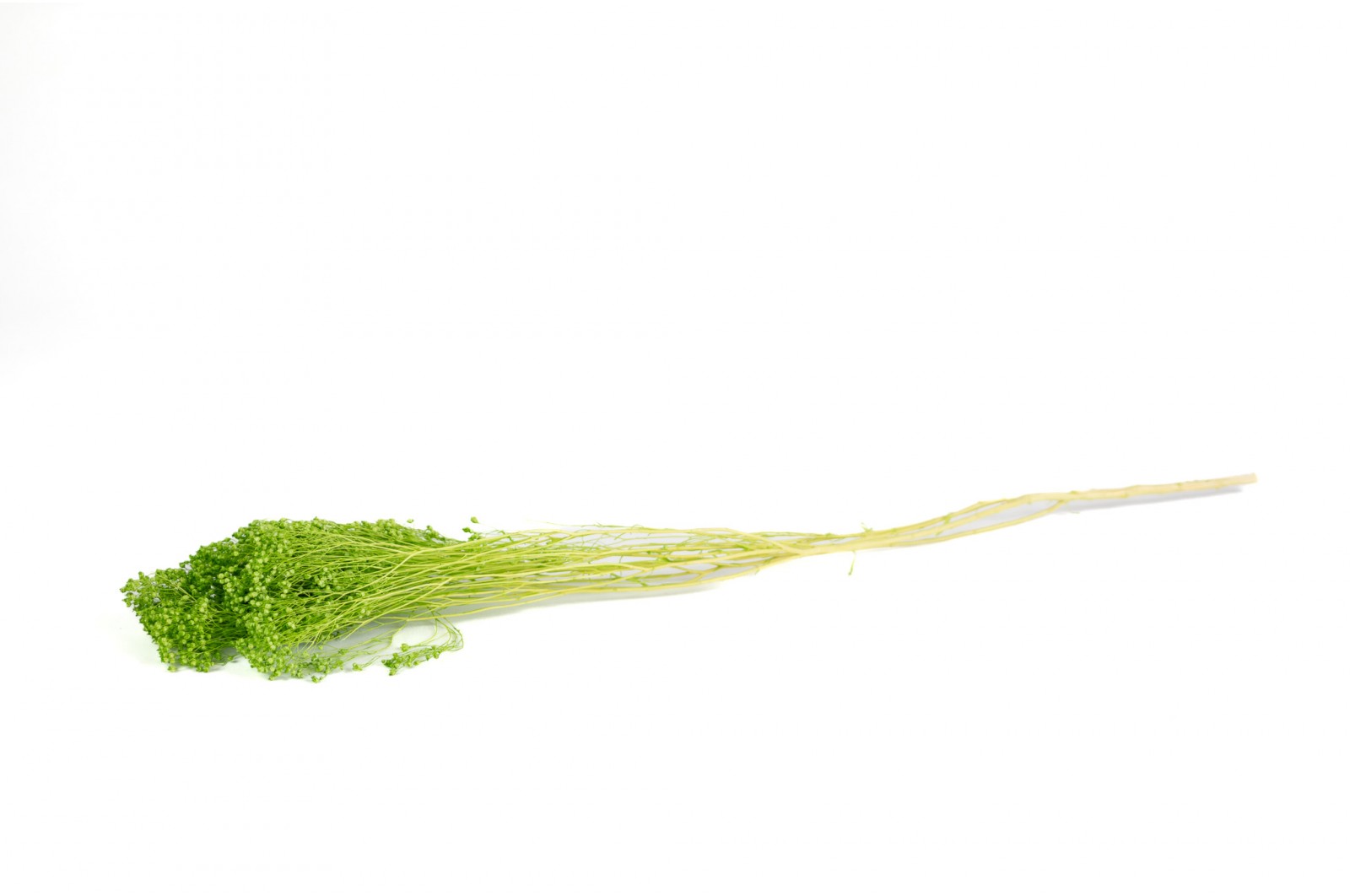 PHOCEALYS │Broom stabilisé│vente aux pros│Grossiste