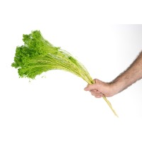 PHOCEALYS │Broom stabilisé│vente aux pros│Grossiste
