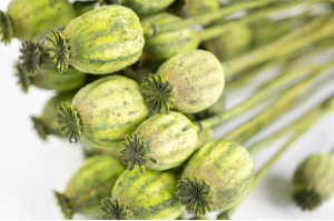 Pavot sec│vente aux pros│Grossiste en fleurs séchées