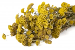 PHOCEALYS │Achillée sylvestre sèche │vente aux pros│Grossiste en fleurs séchées