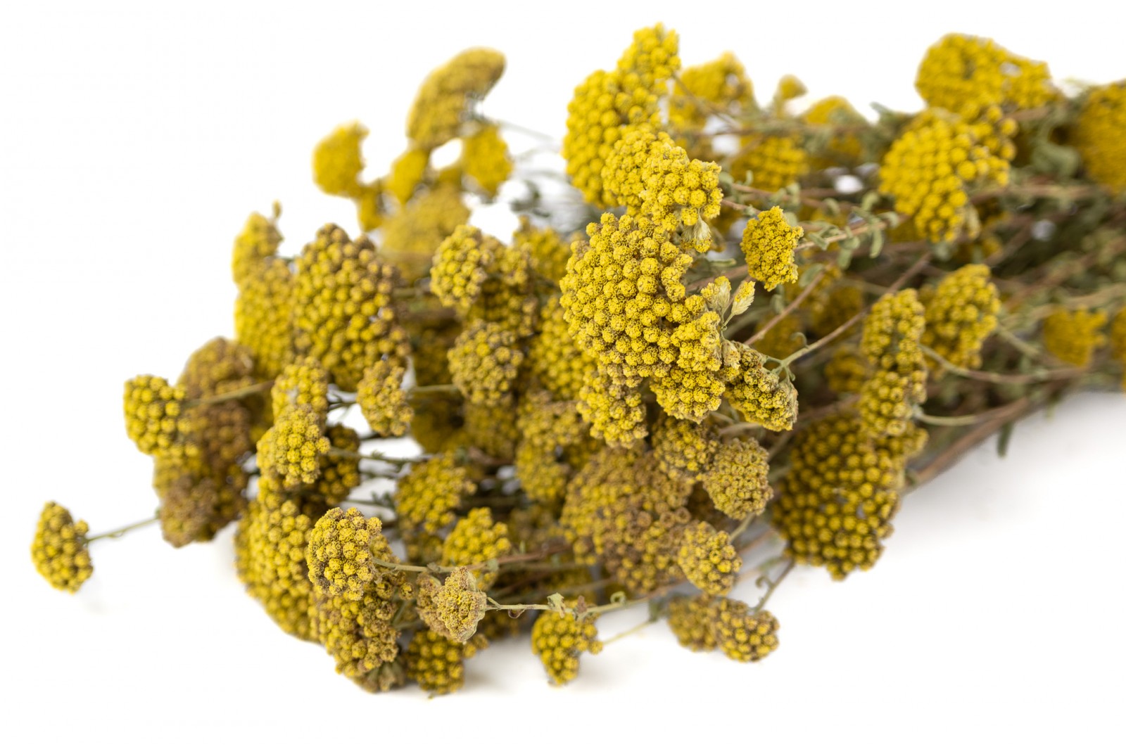 PHOCEALYS │Achillée sylvestre sèche │vente aux pros│Grossiste en fleurs séchées